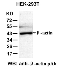 Anti β-actin Rabbit Polyclonal Antibody