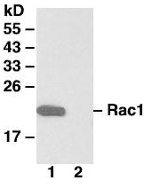 Anti-Rac1 Mouse Monoclonal Antibody