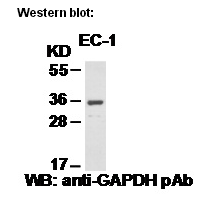   Anti GAPDH Rabbit Polyclonal Antibody