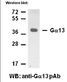 Anti-Gα13 Rabbit Polyclonal Antibody