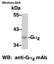 Anti-Gαz Mouse Monoclonal Antibody