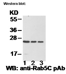   Anti Rab5C Rabbit Polyclonal Antibody