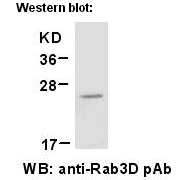  Anti-Rab3D Rabbit Polyclonal Antibody
