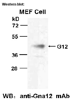 Anti-Gα12 Mouse Monoclonal Antibody