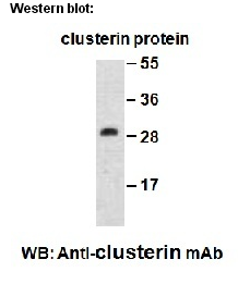 Anti-Clusterin Mouse Monoclonal Antibody