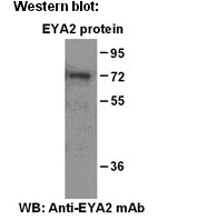 Anti- EYA2 Mouse Monoclonal Antibody