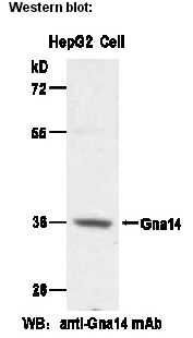Anti-Gα14 Mouse Monoclonal Antibody