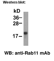  Anti-Rab11 Mouse Monoclonal Antibody