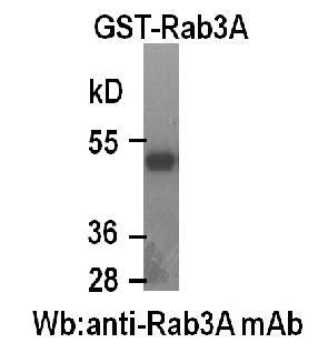 Anti-Rab3A Mouse Monoclonal Antibody