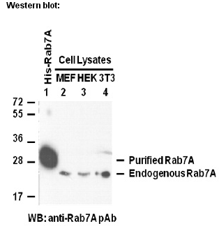 Anti-Rab7A Rabbit Polyclonal Antibody