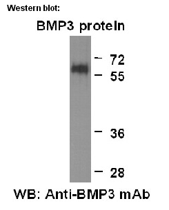Anti-BMP3 Mouse Monoclonal Antibody