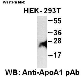  Anti- ApoA1 Rabbit Polyclonal Antibody