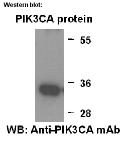 Anti-PIK3CA Mouse Monoclonal Antibody