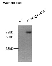  Anti-PIK3CA(H1047R) Rabbit Polyclonal Antibody点突变