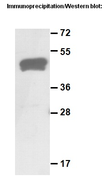  Anti-Rab-4A Rabbit Polyclonal Antibody