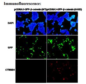 Anti-β-catenin (G48D) Mouse Monoclonal Antibody