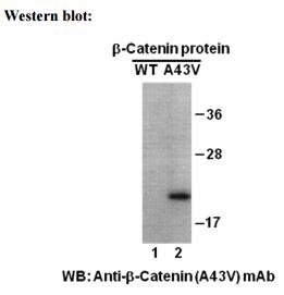 Anti-β-catenin (A43V) Mouse Monoclonal Antibody