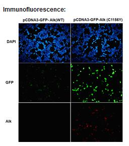 Anti-ALK (C1156Y) Mouse Monoclonal Antibody