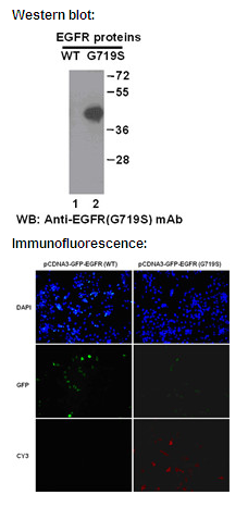 Anti-EGFR(G719S) Mouse Monoclonal Antibody点突变