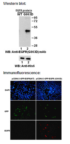 Anti-EGFR (G863D) Mouse Monoclonal Antibody点突变抗体