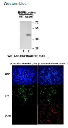   Anti-EGFR (A839T) Mouse Monoclonal Antibody点突变