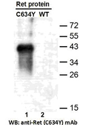  Anti-RET (C634Y) Mouse Monoclonal Antibody点突变