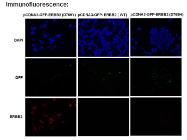 Anti-ERBB2 (D769Y) Mouse Monoclonal Antibody点突变