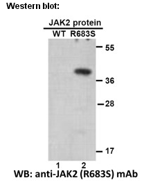 Anti-JAK2 (R683S) Mouse Monoclonal Antibody点突变