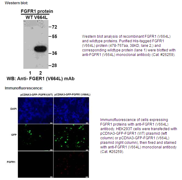 Anti-FGFR1(V664L)Mouse Monoclonal Antibody点突变