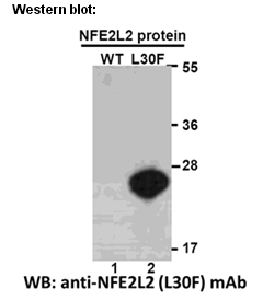 Anti-NFE2L2(L30F) Mouse Monoclonal Antibody点突变抗体