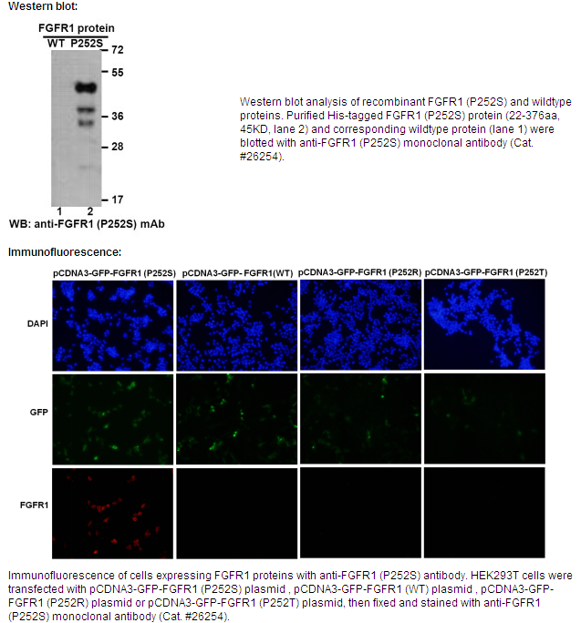 Anti-FGFR1(P252S)Mouse Monoclonal Antibody