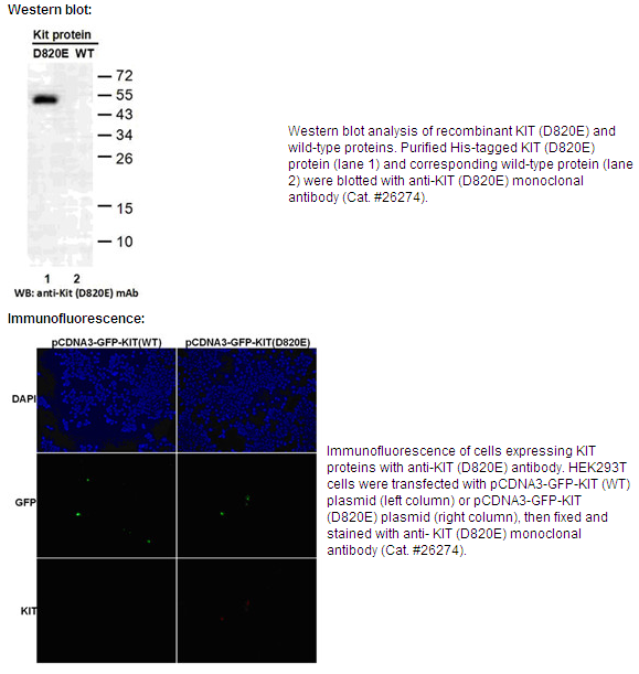 Anti-KIT(D820E)Mouse Monoclonal Antibody