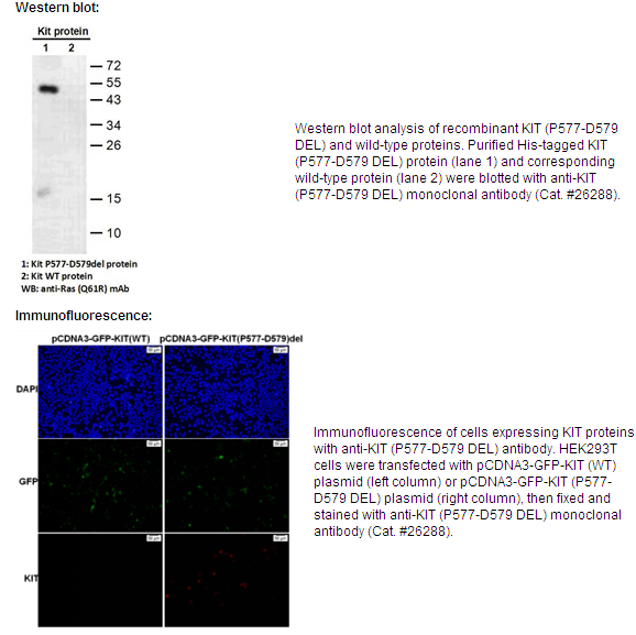 Anti-KIT (P577-D579 DEL)Mouse Monoclonal Antibody