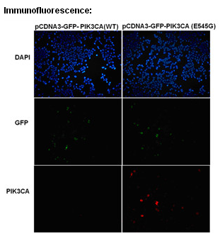 Anti-PIK3CA (E545G) Mouse Monoclonal Antibody点突变抗体