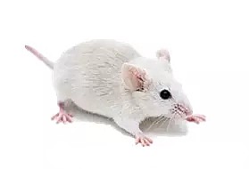基因敲除小鼠