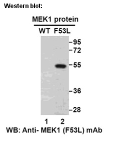 Anti-MEK1 (F53L) Mouse Monoclonal Antibody