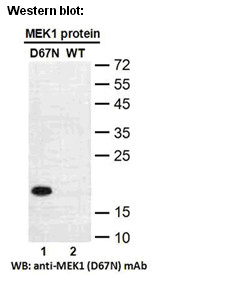 Anti-MEK1 (D67N) Mouse Monoclonal Antibody点突变抗体