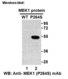 Anti-MEK1 (P264S) Mouse Monoclonal Antibody