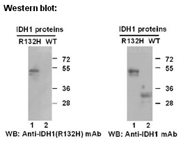 Anti-IDH1 (R132H) Mouse Monoclonal Antibody点突变抗体