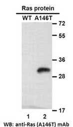 Anti-RAS (A146T) Mouse Monoclonal Antibody点突变