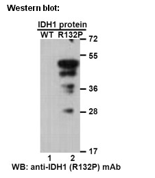 Anti-IDH1 (R132P) Mouse Monoclonal Antibody