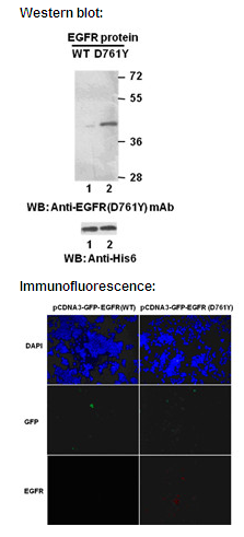  Anti-EGFR (D761Y) Mouse Monoclonal Antibody