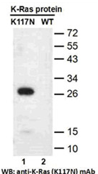 Anti-RAS (K117N) Mouse Monoclonal Antibody