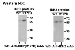 Anti-IDH2 (R172H) Mouse Monoclonal Antibody点突变