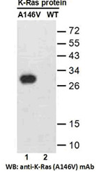 Anti-RAS (A146V) Mouse Monoclonal Antibody点突变