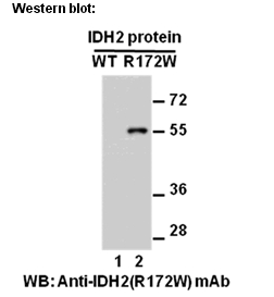 Anti-IDH2 (R172W) Mouse Monoclonal Antibody点突变