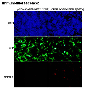 Anti-NFE2L2 (D77V) Mouse Monoclonal Antibody点突变