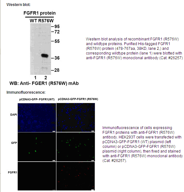 Anti-FGFR1 (R576W) Mouse Monoclonal Antibody
