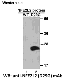 Anti-NFE2L2 (D29G) Mouse Monoclonal Antibody点突变