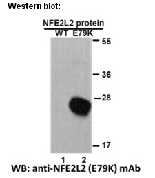 Anti-NFE2L2 (E79K) Mouse Monoclonal Antibody